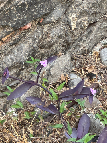 Purple Heart