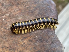 Rudiloria