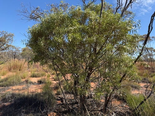 Santalum acuminatum observed 2026-10-15