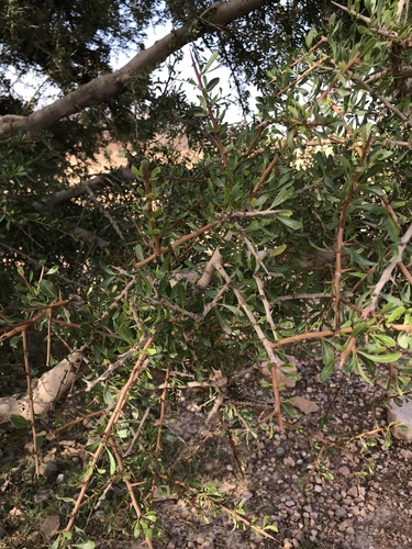 Argan tree