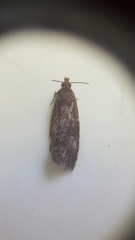 Cryptaspasma querula