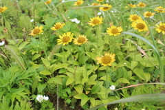 Arnica unalaschcensis