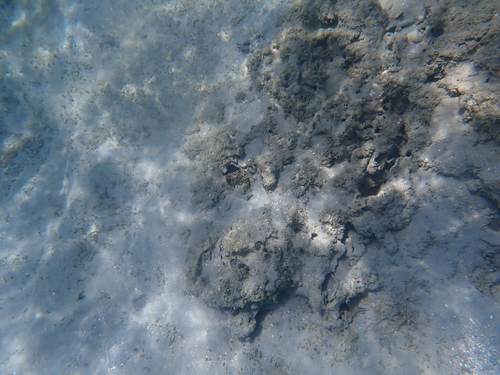 Epinephelus quoyanus observed 2026-10-14