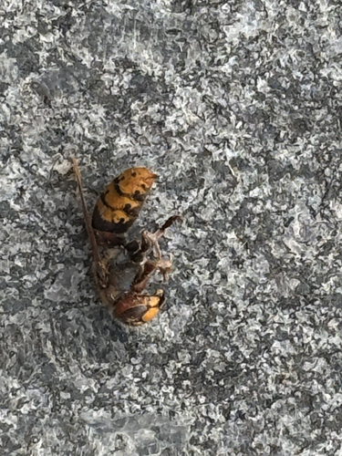 European Hornet