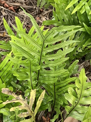 Musk Fern