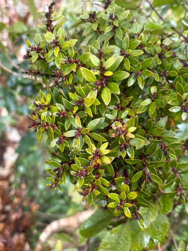 Gaultheria rupestris observed 2026-10-15
