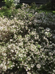 Daphne odora marginata