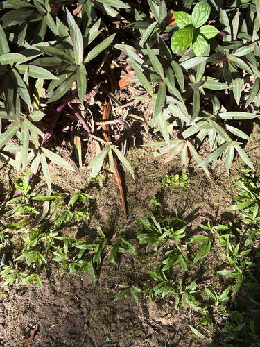 Oligodon cyclurus, 2026-10-15