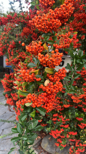 Firethorn