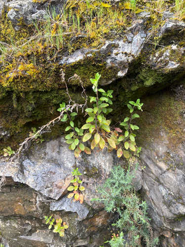 Epilobium pubens observed 2026-10-15