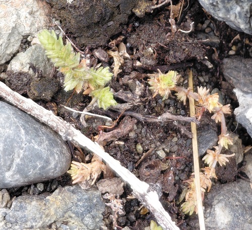 Crassula sieberiana observed 2026-10-15