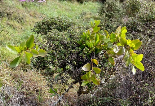 Ileostylus micranthus observed 2026-10-15