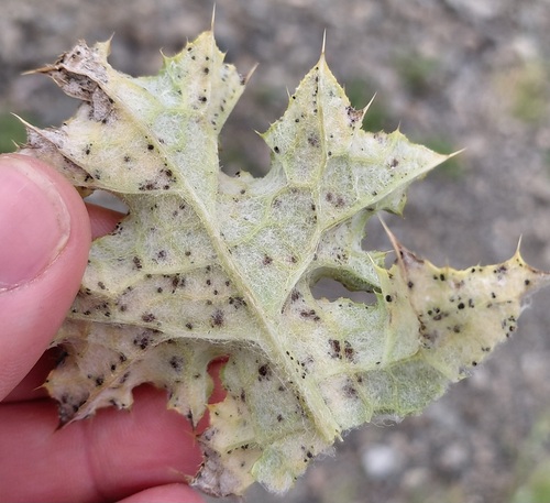 Puccinia calcitrapae observed 2026-10-15
