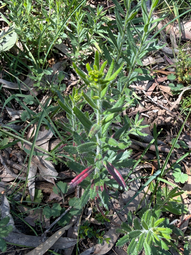 Gonocarpus elatus observed 2026-10-15