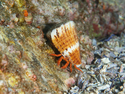 Ciliopagurus strigatus observed 2026-09-13