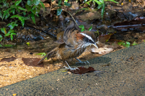 Pomatorhinus ruficollis, 2026-10-15