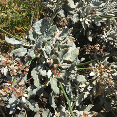 Eriogonum grande timorum