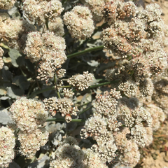 Eriogonum grande timorum