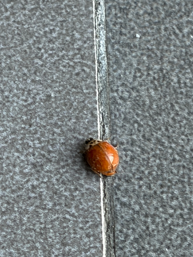 Asian Lady Beetle