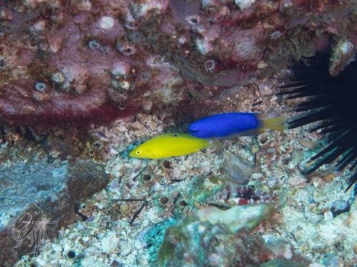 Halichoeres chrysus observed 2026-09-13