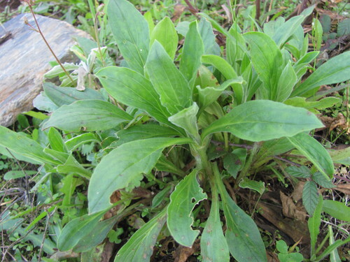Bladder campion (Silene latifolia)