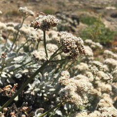 Eriogonum grande timorum
