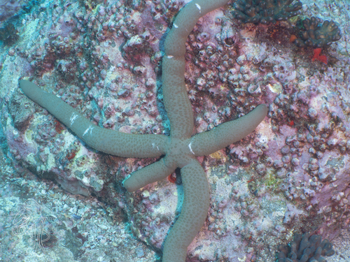 Linckia guildingi observed 2026-09-13