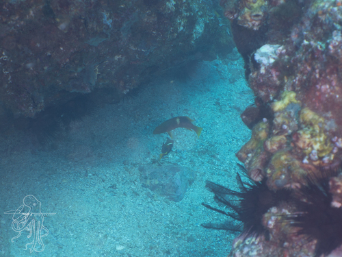 Bodianus perditio observed 2026-09-13