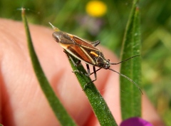Horistus orientalis