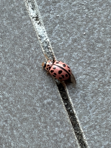 Poplar Ladybird Beetle