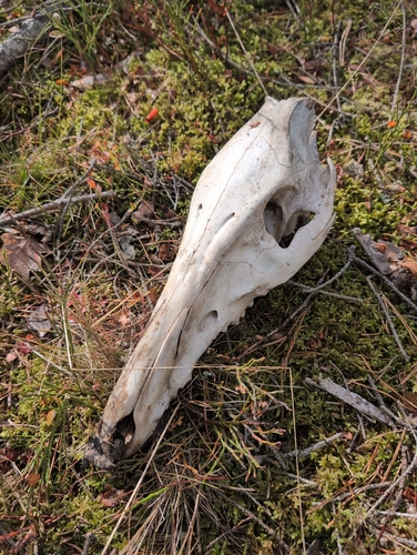 Wild Boar