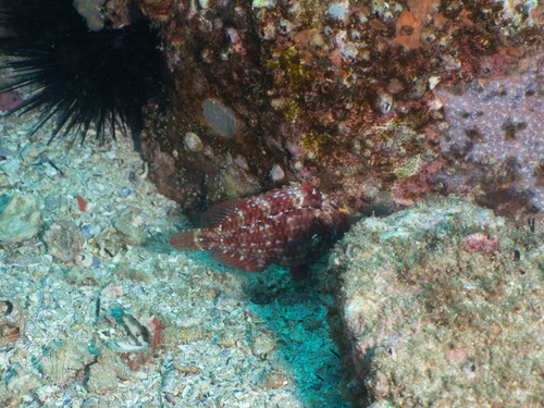 Pteragogus observed 2026-09-13