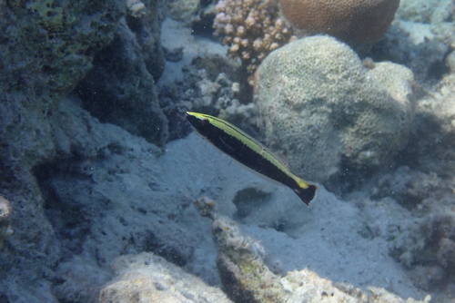 Hologymnosus annulatus observed 2026-09-21