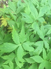 Hydrophyllum virginianum atranthum