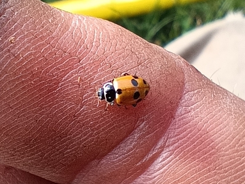 Variegated Lady Beetle