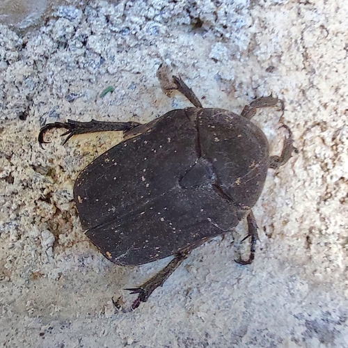 Speckled Rose Chafer