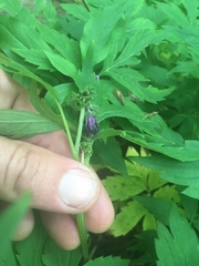 Hydrophyllum virginianum atranthum
