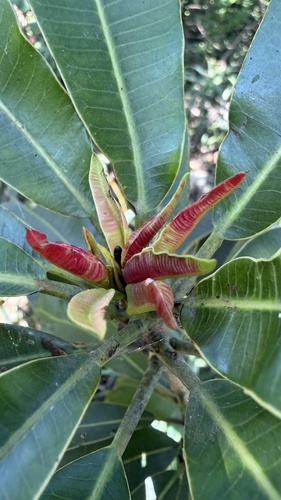 Protorhus longifolia, 2026-10-15