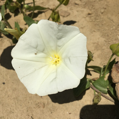 Calystegia macrostegia amplissima