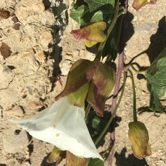 Calystegia macrostegia amplissima