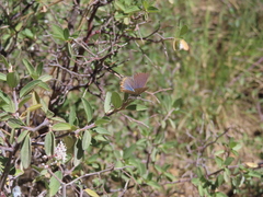 Icaricia lupini texanus