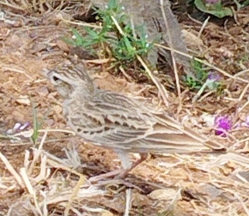 Mongolian Short-toed Lark