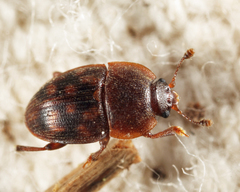 Stelidota octomaculata