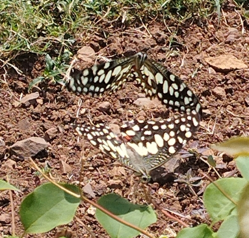 Lime Swallowtail