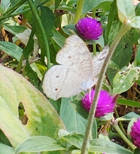 Grey Pansy