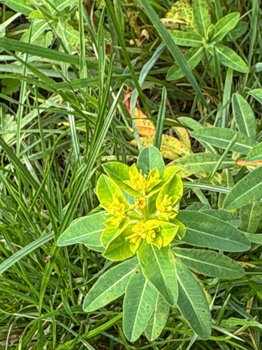 Euphorbia oblongata observed 2026-10-15