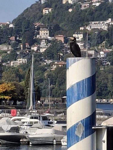 Great Cormorant