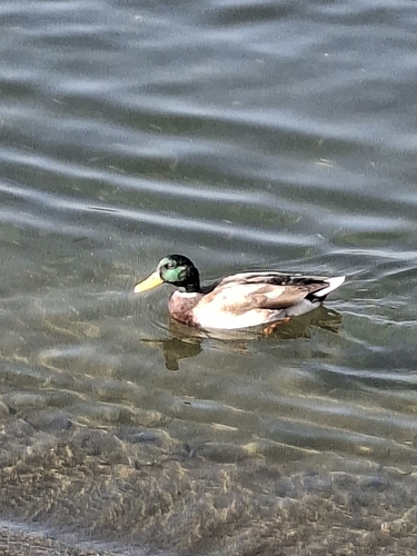 Mallard