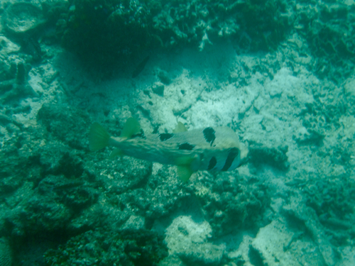 Diodon liturosus observed 2026-10-15