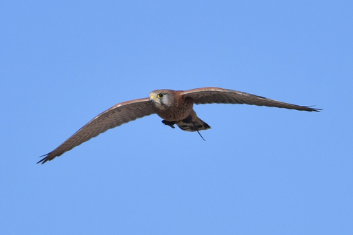 Eurasian Kestrel